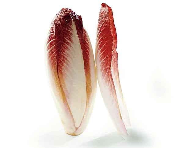 Carmine (croisement: endive × cicorino rosso)