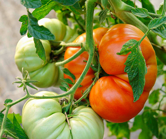 Conseils pour cultiver des tomates