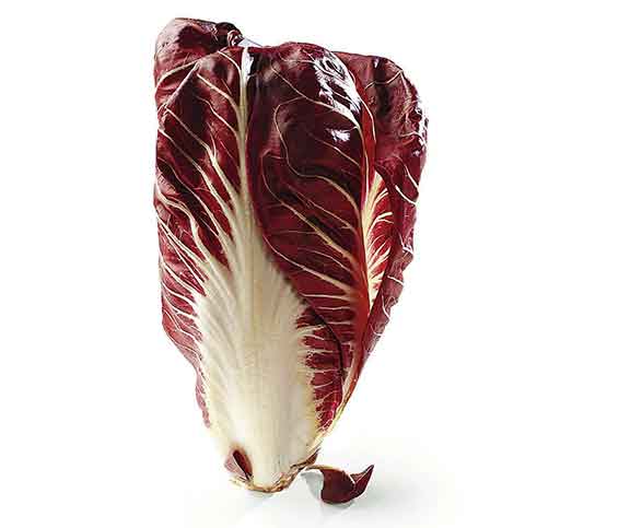 Radicchio di Treviso precoce